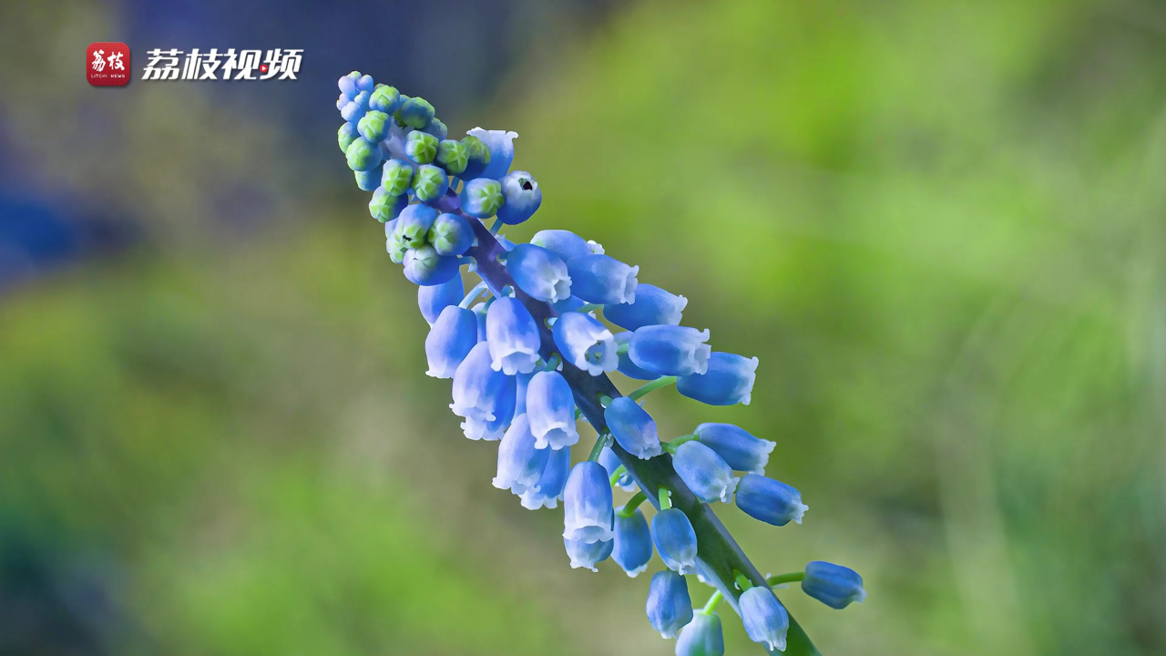 延时摄影记录葡萄风信子枝头绽放