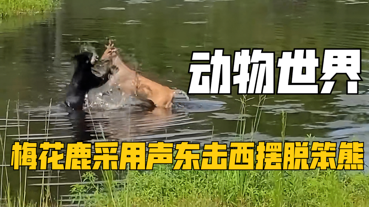 梅花鹿被熊二狂追,无奈使用声东击西之策成功摆脱笨熊|纪录片