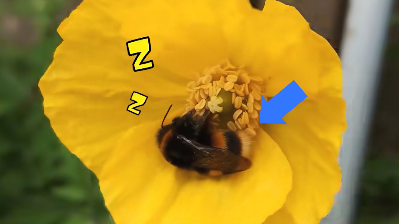 蜂界公认的"工作狂"熊蜂,因太胖经常摸鱼睡大觉| 纪录片