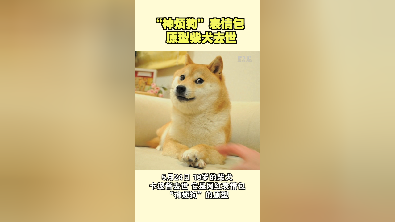 "神烦狗"表情包原型柴犬去世