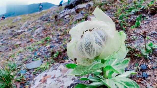 传说中的冰山雪莲,开花果然漂亮!