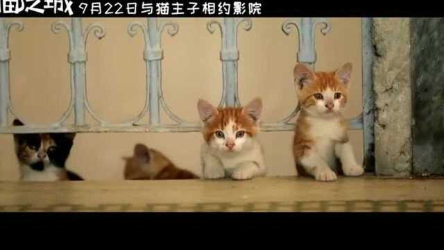 铲屎官大片《爱猫之城》终极预告 9月22日中秋萌力全开!