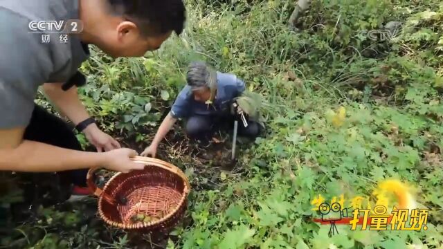 秋天各种果实成熟,在山林中寻找隐藏的野生山核桃