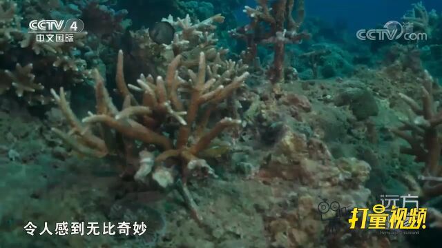 潜入水中,各式各样的珊瑚丛和海洋生物让人大饱眼福