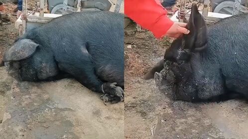 大黑猪被抬上刑场,竟在案板上摆烂呼呼大睡