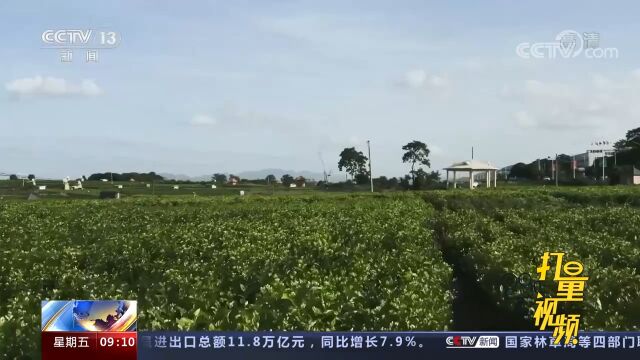 我国将调整部分商品进出口关税:2023年白茶茉莉花茶新增关税税目