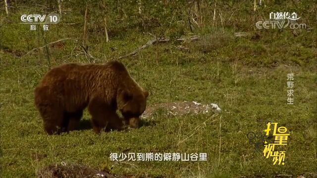 5月,专家找到了他所拍摄的母熊,但它并非孤身一人