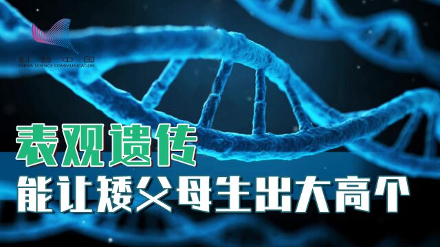 矮父母也能生出大高个?DNA并不决定一切,表观遗传也有大作为