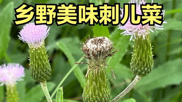 春夏野菜俗称小蓟的刺儿菜的历史人文