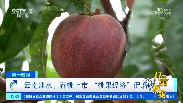 云南建水:桃树枝繁叶茂,春桃挂满枝头,“桃果经济”促增收