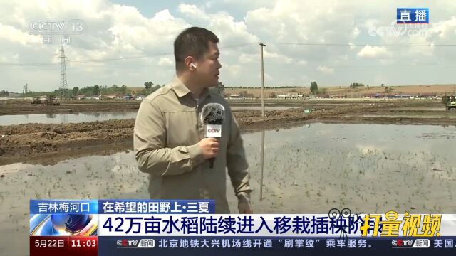 吉林梅河口:42万亩水稻陆续进入移栽插秧阶段,机械抛秧大显身手