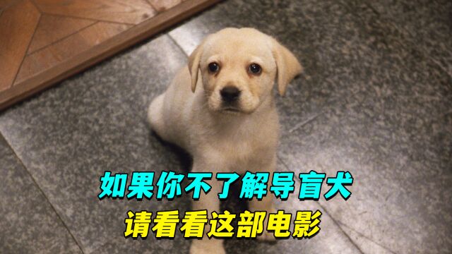 感动一亿亚洲观众,导盲犬平凡又伟大的一生