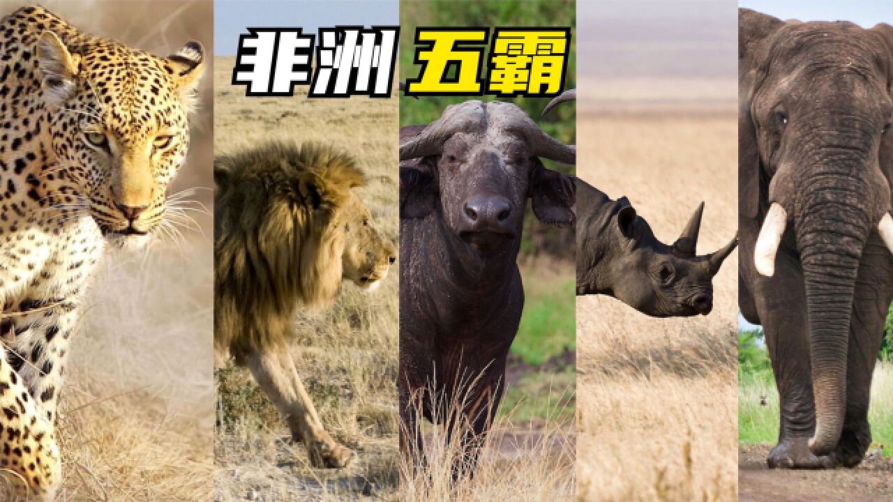动物世界里的非洲五霸,凭什么让猎人谈之色变