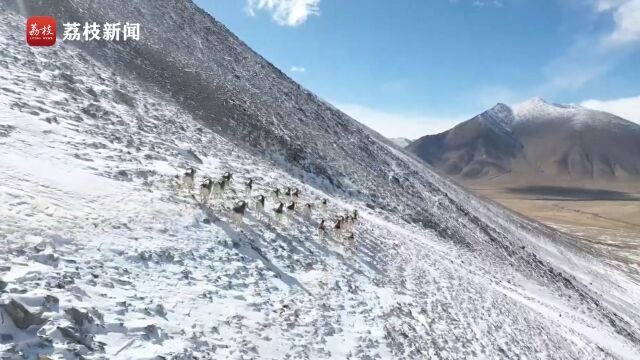 壮观!航拍新疆帕米尔盘羊雪山上成群奔跑