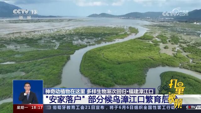 福建漳江口红树林成候鸟“栖息天堂”