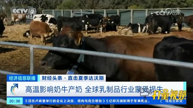 高温影响奶牛产奶,全球乳制品行业蒙受损失