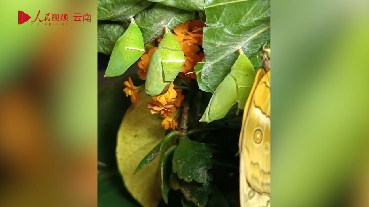 看蝴蝶破蛹而出 化茧成蝶让人惊叹