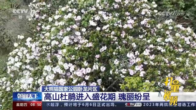 大熊猫国家公园卧龙片区:高山杜鹃进入盛花期,瑰丽纷呈