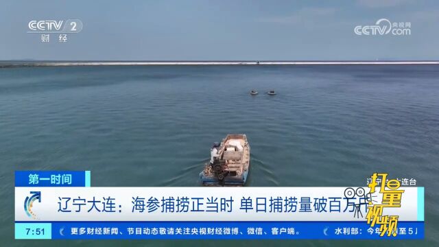 辽宁大连:海参捕捞正当时,最高峰单日捕捞量破百万斤