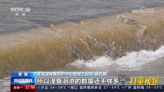 青海湖湟鱼洄游迎来高峰期,呈现“半河清水半河鱼”的独特景观