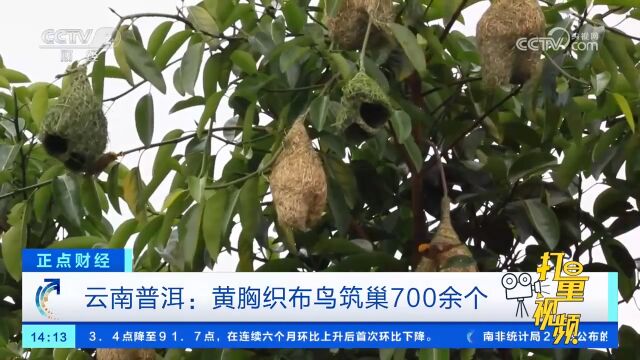 云南普洱:黄胸织布鸟筑巢700余个