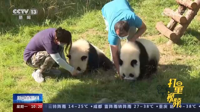 陕西大熊猫国家公园:秦岭大熊猫种群数量不断繁衍壮大