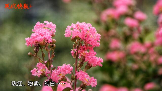 花无“百日红”?南京“夏紫薇”浪漫盛开