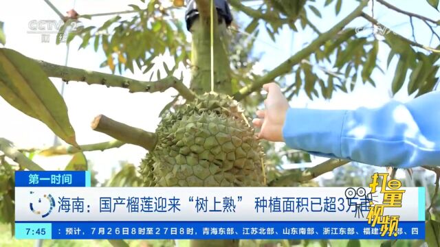 海南:国产榴莲迎来“树上熟”,种植面积已超3万亩