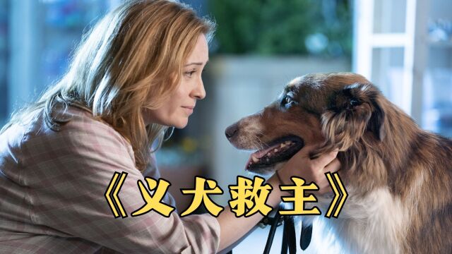 根据真实故事改编,流浪狗与警员相互成就,高分治愈电影《义犬救主》