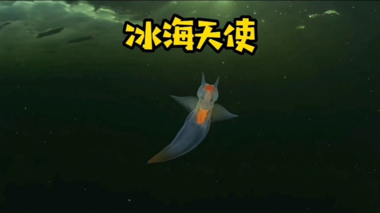 极地的神奇动物--冰海天使
