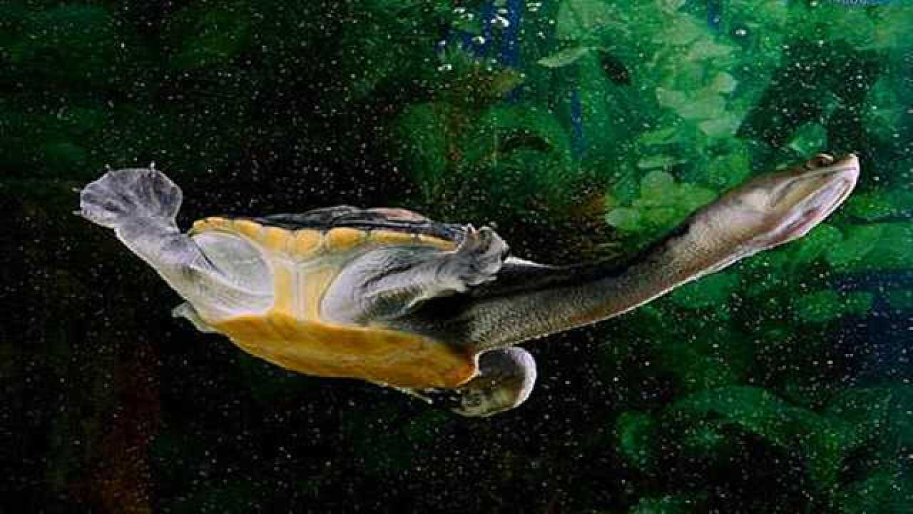 男子在山上捡了一只乌龟长着蛇头龟身活这么久从来没见过