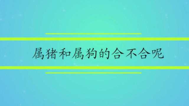 属猪和属狗的合不合呢