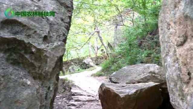 陇南西狭颂景区鱼窍峡清幽绮丽,响水河是峡谷中流淌的山魂