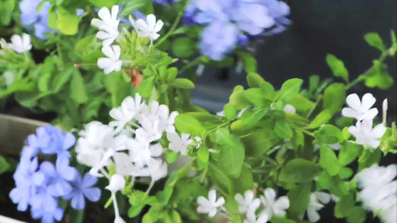 蓝雪花白雪花