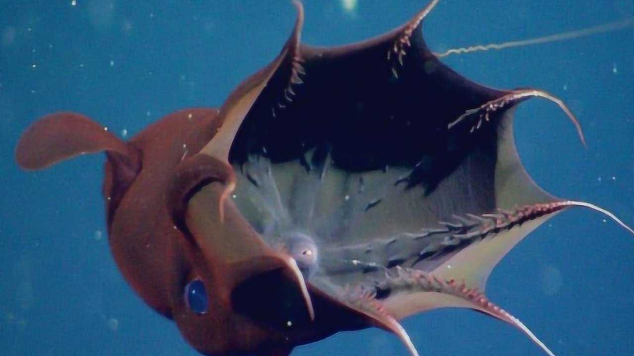 大王酸浆鱿和大王乌贼的体型对比这下终于知道谁更大了