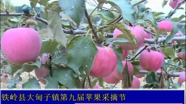 铁岭县大甸子镇第九届苹果采摘节