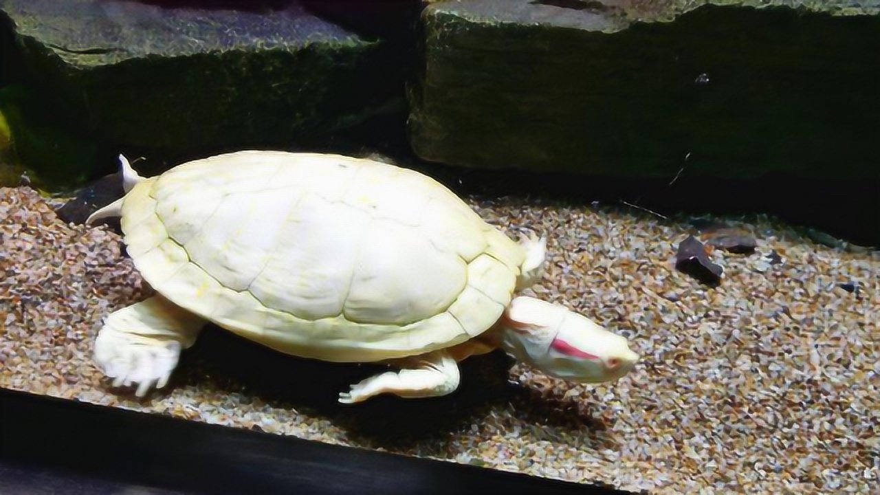 爷爷捡了一只白乌龟养了12年不舍得放生孙女回家后傻眼了