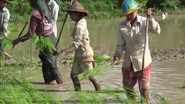 农民自制“插秧神器”,不用低头弯腰,轻轻松松就插完秧!