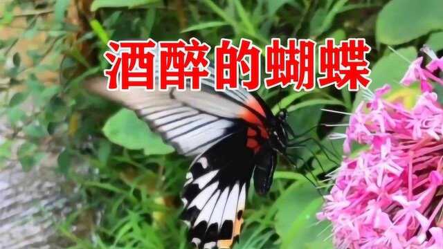 抖音版《酒醉的蝴蝶》完整版剪辑,崔立伟原唱