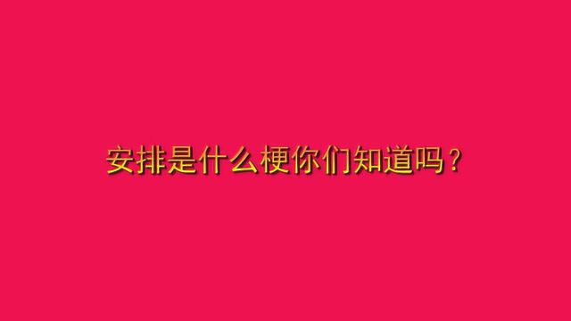 安排是什么梗你们知道吗?