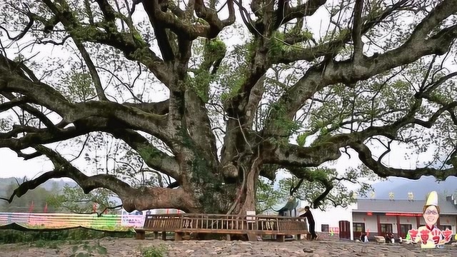 江西农村一棵1000多年的古樟树,一棵樟树就是一道风景,太美了