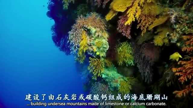 【高分纪录片】海底世界 海底世界 Under The Sea