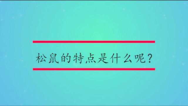 松鼠的特点是什么呢?