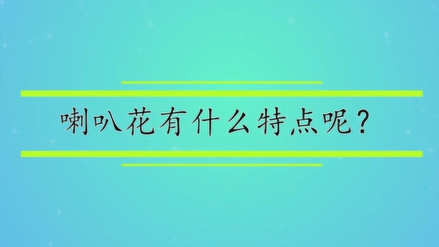 喇叭花有什么特点呢?