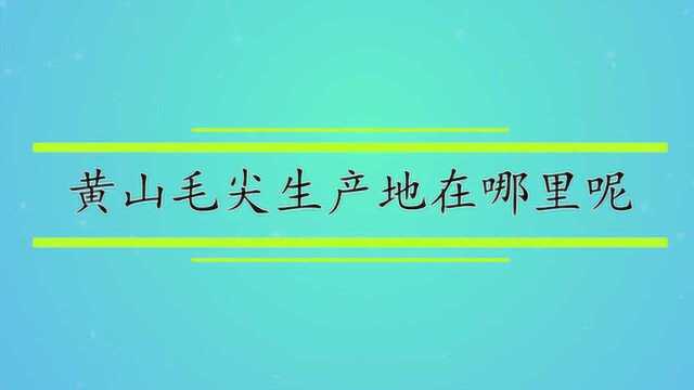 黄山毛尖生产地在哪里呢