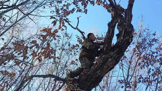 大山里的走山人,他们爬上朽树,为了采摘什么山货?