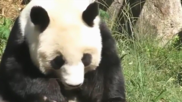 熊猫旦旦是不折不扣的淑女熊,每一口零食都吃得那么斯文