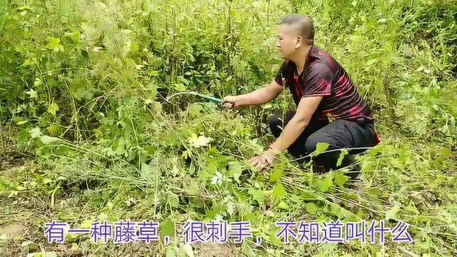 农村小哥在李子地里除草,还在使用镰刀,与其说割草不如说是砍草