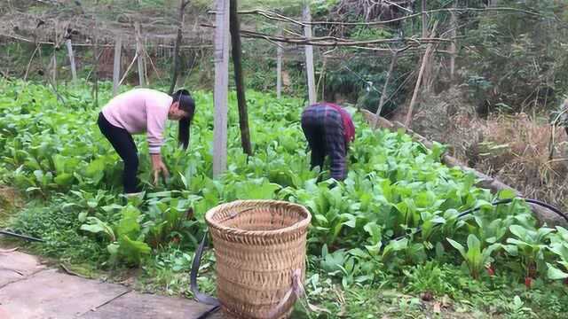 四川广元土酸菜,萝卜叶子做出来,味道好的很