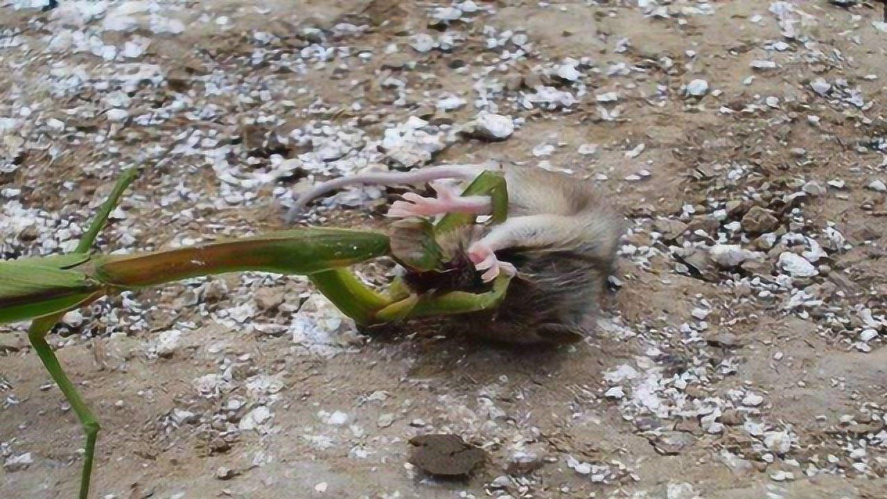 凶残非洲绿巨螳螂直接捕食小老鼠网友好快的刀